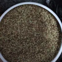 عدس