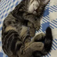 واگذاری گربه رایگان