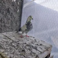 پرندهدرپرنده|پرنده|بروجرد, |دیوار