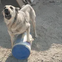 سگ پژدر سرابی|سگ|باقرشهر, |دیوار