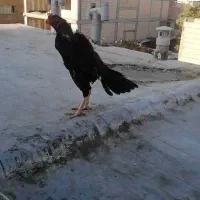 لاری خروس اوشامو و دو عدد مرغ لاری اوشامو یه تیغ|حیوانات مزرعه|محمدشهر, محمدشهر|دیوار