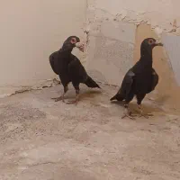 کاریر|پرنده|کرمان, |دیوار