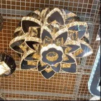 لوستر الماس.کهکشانی سقفی مدل گلی. AC light|لوستر و چراغ آویز|تهران, سنگلج (شاپور)|دیوار
