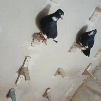 نرماده سیاه پلنگ خوشگل کبوتر کفتر