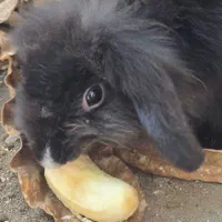 خرگوش لوپ ماده دو ساله|موش و خرگوش|بندرعباس, |دیوار