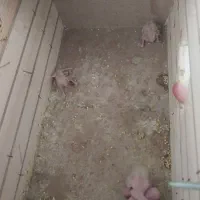 عروس هلندی|پرنده|سراب, |دیوار