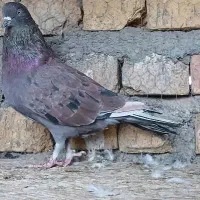 عشقبازان قدیمی|پرنده|کاشان, شهرک صنعتی امیرکبیر ۲|دیوار