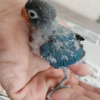 طوطی برزیلی لاوبرد فیشر سرلاکی