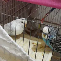 مرغ عشق باتمام وسایل