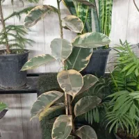 گل و گیاه|گل و گیاه طبیعی|ملارد, |دیوار