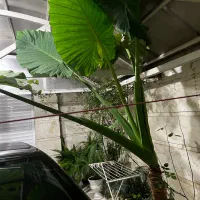 گل بابا ادم|گل و گیاه طبیعی|آستانه اشرفیه, |دیوار