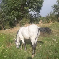 اسب|اسب و تجهیزات اسب‌سواری|بانه, |دیوار