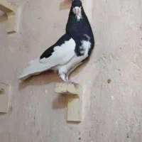 کفتر|پرنده|شیراز, شهرک برق|دیوار