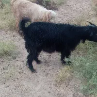 حیوانات مزرعه بز. چنبیش|حیوانات مزرعه|کارون, |دیوار