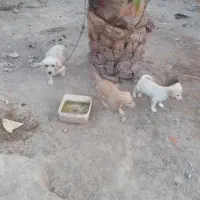 سگ پا کوتاه