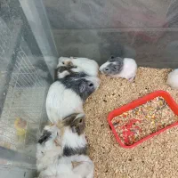 خوکچه هندی و آمریکایی|موش و خرگوش|مشهد, سازمان آب|دیوار