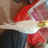 عروس هلندی سخنگو نابغه