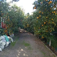 فروش میوه مستقیم از باغ