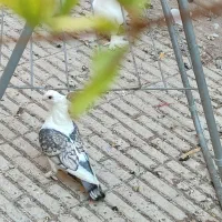 نر و ماده