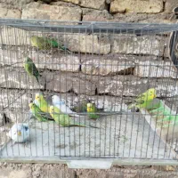 مرغ عشق خونگی