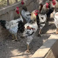 مرغ وخروس