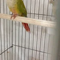 گرینچیک نر بالغ|پرنده|پاکدشت, پاکدشت (مامازند)|دیوار