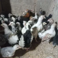 جوجه یا نیمچه مرغ و خروس گلین چهل تاج ،ریشو کاکلی