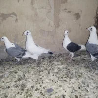 کفتر یا کبوتر پشدار آلمانی و رنگی جفتی و پرنده|پرنده|بوئین زهرا, |دیوار