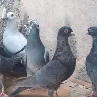 ده تا نوک موشی|پرنده|خورموج, |دیوار