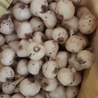 خریدوفروش موسیرکاشتی وکوهی هم خرده هم عمده