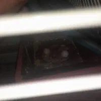 مرغ عشق خوشرنگ|پرنده|بوئین زهرا, |دیوار