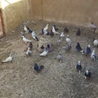 کبوتر اصیل کاشان|پرنده|آران و بیدگل, |دیوار