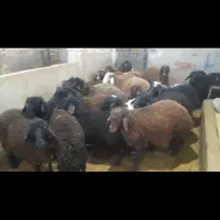 فروش همو و هترو|حیوانات مزرعه|کویرات, |دیوار