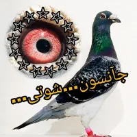 کبوتر پلاکی مسافتی آردن المانی عراق عربستان طوقی|پرنده|تهران, اقدسیه|دیوار