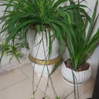 گل اپارتمانی|گل و گیاه طبیعی|پردیس, فاز ۲|دیوار