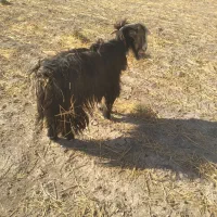 دوبراخته جلورونترس|حیوانات مزرعه|ایذه, |دیوار