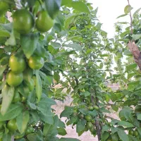 زمین باغ سند تک برگ استخر تانکر درخت ۶ ساله