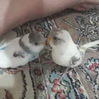 فونیکس|پرنده|رشت, استقامت ۲|دیوار