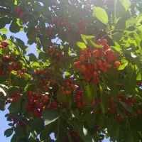 فروش باغ دو راهی لیلمانج