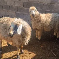 ۶ راس میش وبره|حیوانات مزرعه|کربال, |دیوار