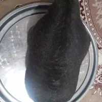 هیزه جای روغن