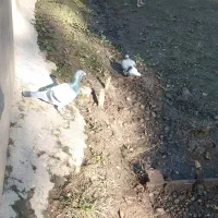 فروش فوری ۳ عدد کبوتر ماده|پرنده|فومن, |دیوار