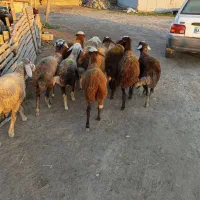 ده راس توقلی جنس خوب ماده|حیوانات مزرعه|سیمین شهر, |دیوار