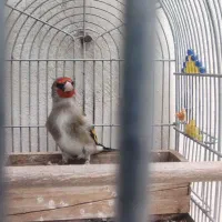 سهره کرمونی دهن زن