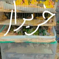 خرید و فروش راهب گرینچیک ملنگو شاه طوطی کوتوله