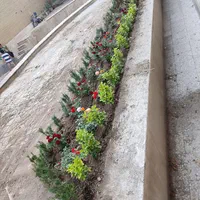 متخصص خدمات گل و گیاه باغبانی گلکاری|خدمات باغبانی و درختکاری|تهران, چیتگر شمالی|دیوار