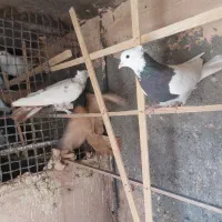 کفتر زرد و طوقی هفرنگ|پرنده|سبزوار, میدان بار|دیوار