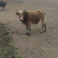 لیشه شکم دار|حیوانات مزرعه|رودبار, |دیوار