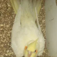 عروس هلندی نر و ماده همراه با تخم|پرنده|بوکان, |دیوار