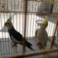 عروس هلندی نر و ماده|پرنده|شیراز, پانصد دستگاه ارتش|دیوار